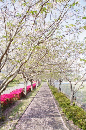 遊歩道。桜、終わりかけ・・・汗