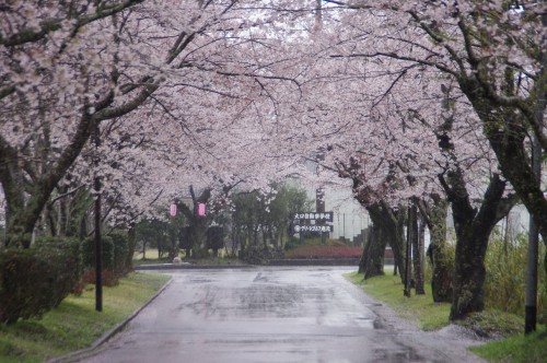 車道の桜