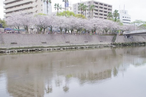 川に写る桜を撮りたかった。